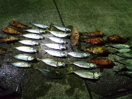 伊方～三机アジングランガン