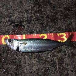 太刀魚不発、サバ猛攻