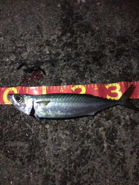 太刀魚不発、サバ猛攻