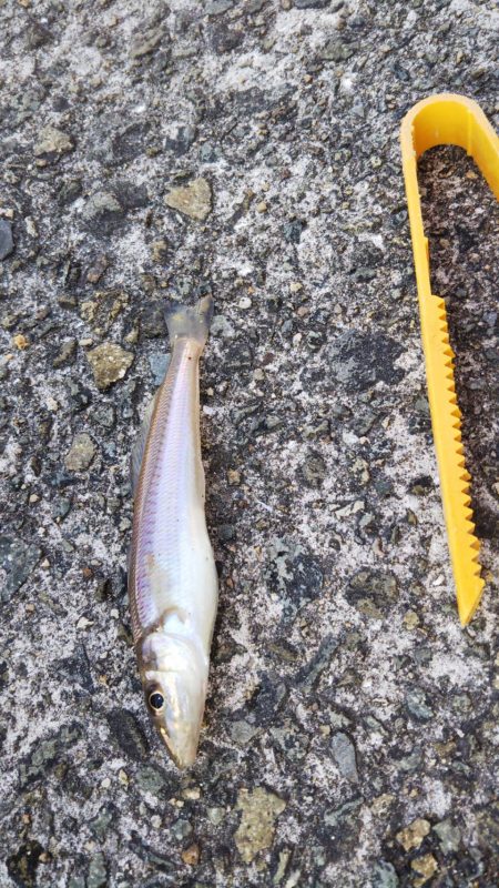 小物釣り タチウオ不発