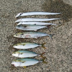 秋の3種コンプリート