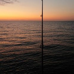 サーフヒラメ シーズン到来!?