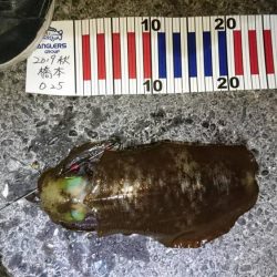 朝まずめ狙いで行って来ました。