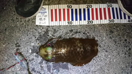 朝まずめ狙いで行って来ました。