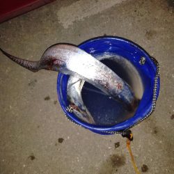 タチウオがいる