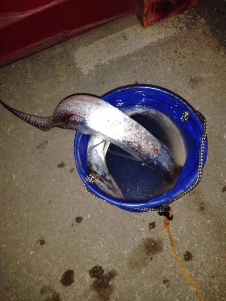 タチウオがいる