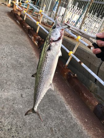 人生初南港海釣り公園