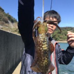 蒲入でエギング