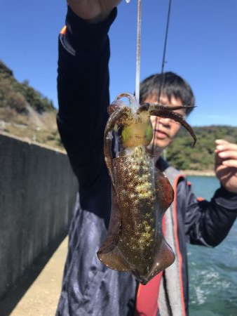 蒲入でエギング