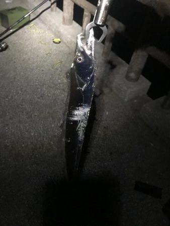 二色の浜　太刀魚