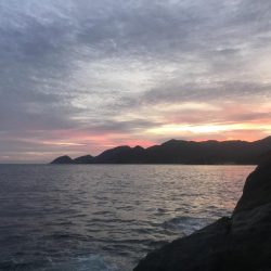 アコウ？だよね？