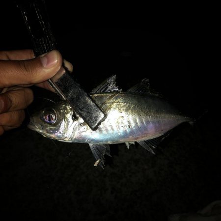 アジング　タチウオいね〜