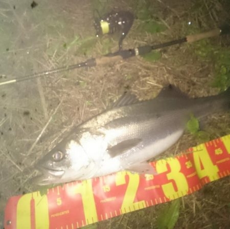 円山川シーバス