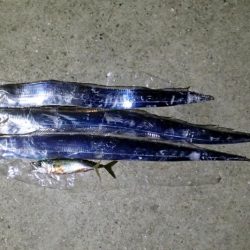 マヅメのラッシュがない