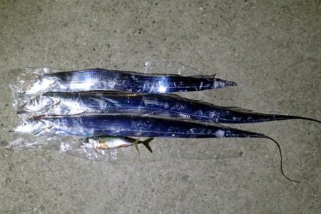 マヅメのラッシュがない