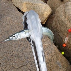 高活性 淀川サヨリ釣り