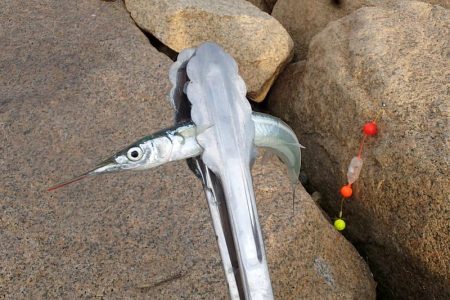 高活性 淀川サヨリ釣り
