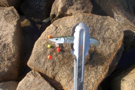 冷え込みの影響？