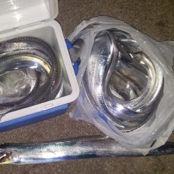 今シーズン初、タチウオつ抜け