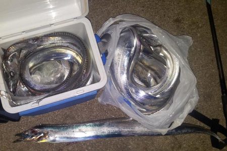 今シーズン初、タチウオつ抜け