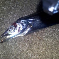 タチウオ 連続ツ抜け アジ好調