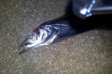 タチウオ 連続ツ抜け アジ好調