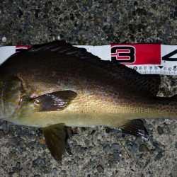 早上がりしました。