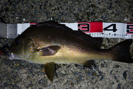 早上がりしました。