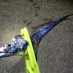 食いこみの悪いタチウオに翻弄される