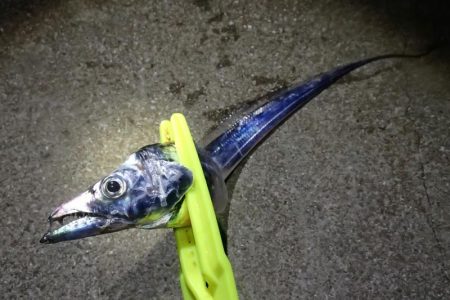 食いこみの悪いタチウオに翻弄される