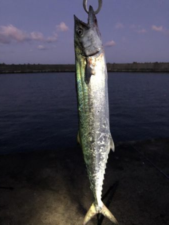 アジ釣り