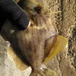 初めてのカワハギ！