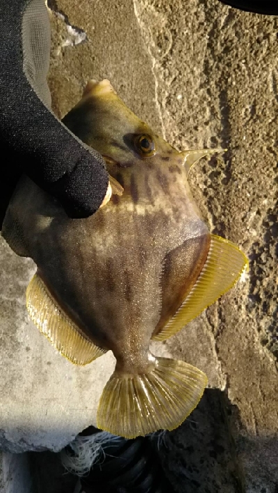 初めてのカワハギ！