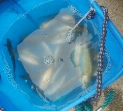 サビキ釣りでアジ!