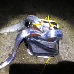 ムコイチ タチウオ&花火会場