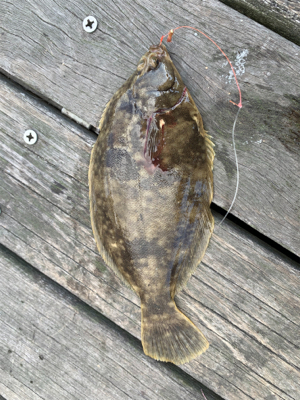 カレイ　アナゴ　チャリコ