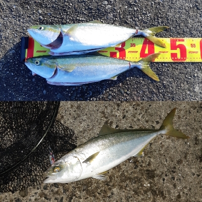 ショアジギング