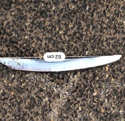 タチウオ、ツバス釣れたが。。。渋い