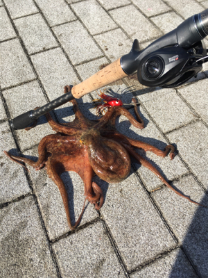 ようやくタチウオシーズンらしく♫