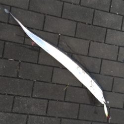 コスモ最奥ポイントへサーベリング