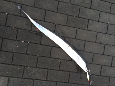 コスモ最奥ポイントへサーベリング