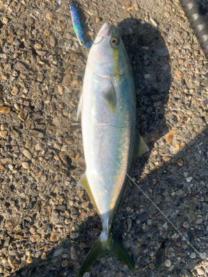 ガツンとアタリが欲しくて❗&…