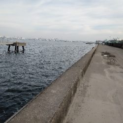 やっとかめのクロダイ