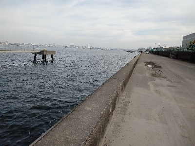 やっとかめのクロダイ