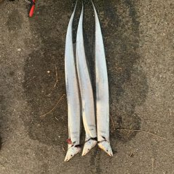 湾奥にたまっている様子