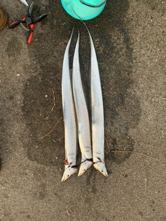 湾奥にたまっている様子