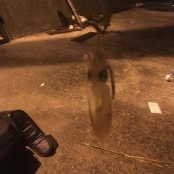ヒイカ釣果 小雨の降る中