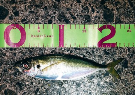 アジング&エギング