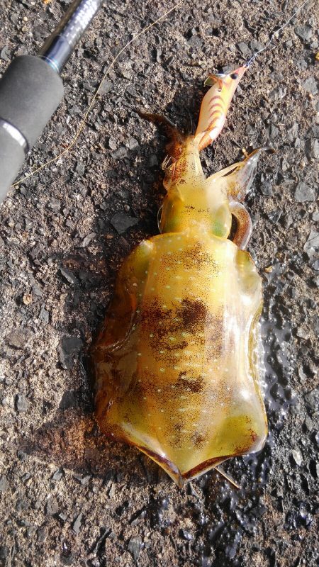 まだ、産まれたて～が追尾！？