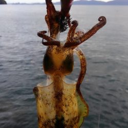 潮位めっちゃ低い？